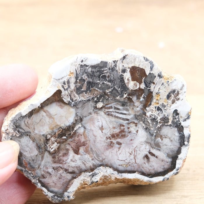 Tranche de Bois fossile 0.127 kg (Madagascar) - Nature Minérale