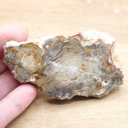 Tranche de Bois fossile 0.69 kg (Madagascar) - Nature Minérale