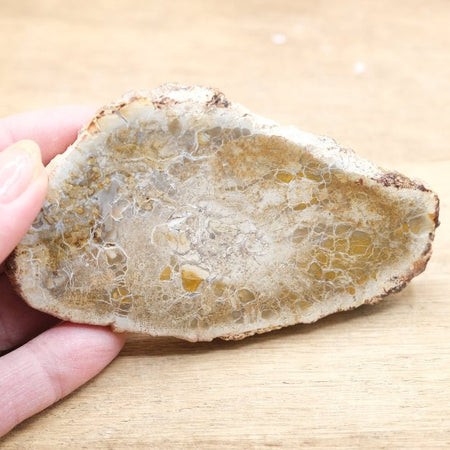 Tranche de Bois fossile 0.95 kg (Madagascar) - Nature Minérale