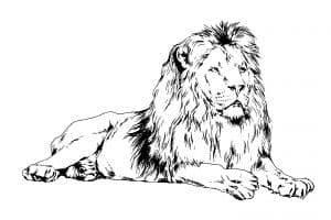 Le lion et la lithothérapie
